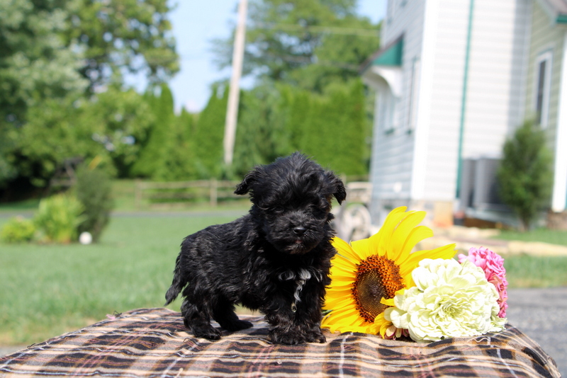 puppy, for, sale, Maltipoo, Matthew B. Stoltzfus, dog, breeder, Gap, PA, dog-breeder, puppy-for-sale, forsale, nearby, find, puppyfind, locator, puppylocator, aca